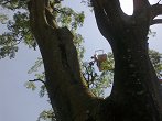 višinsko obrezovanje zaščitenih dreves Celtis australis, nadzor pod Zavodom za varstvo narave  (4)